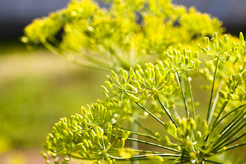 Image showing fennel  