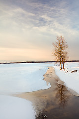 Image showing tree   in winter