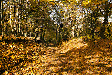 Image showing the autumn road  