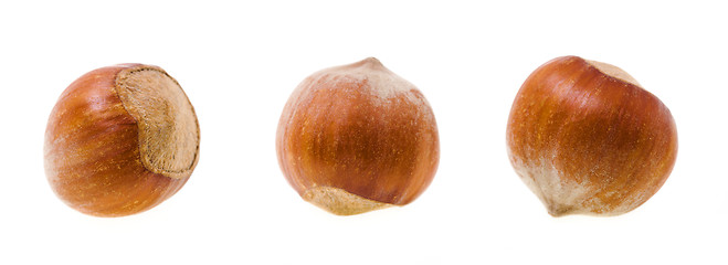 Image showing hazelnuts 