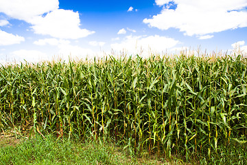 Image showing  grow corn