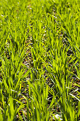 Image showing new wheat 