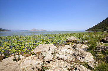 Image showing Lake Skadar  