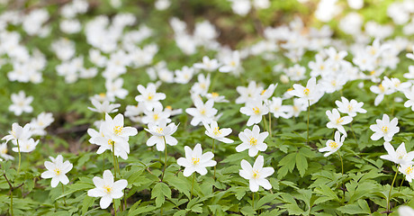 Image showing spring flowers  