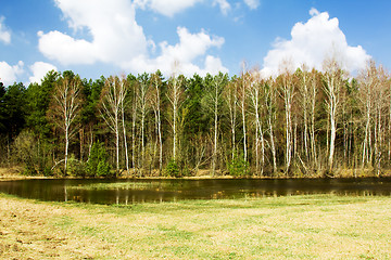 Image showing   trees in  summer 