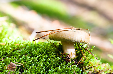 Image showing red mushroom  