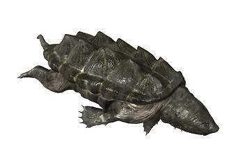 Image showing Alligator Snapping Turtle