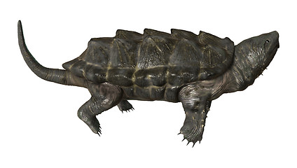 Image showing Alligator Snapping Turtle