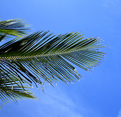 Image showing  bark leaf tao   bay asia in isle white   tree    thailand  and 