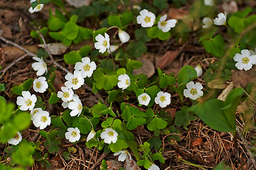 Image showing oxalis