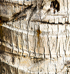 Image showing  bark in kho  isle white   tree    thailand   