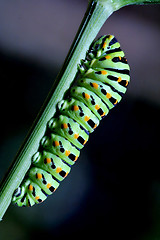 Image showing Papilionidae in a green tree of  fennel