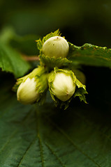 Image showing hazelnuts