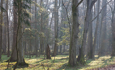 Image showing Springtime at old natural forest