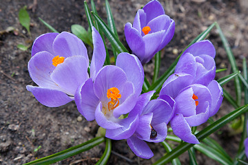 Image showing Bunch of violet crocus flowers