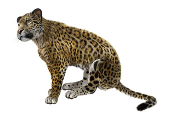 Image showing Big Cat Jaguar