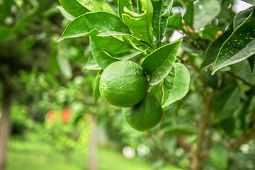 Image showing Lime tree
