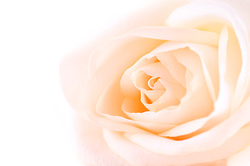 Image showing Delicate beige rose