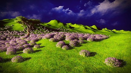 Image showing Lavender fields