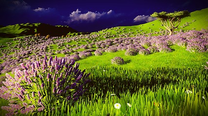 Image showing Lavender fields