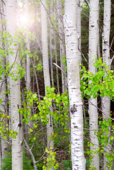 Image showing Aspen grove