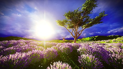 Image showing Lavender fields