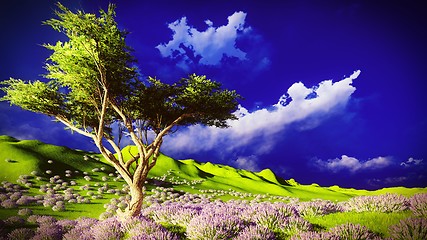 Image showing Lavender fields