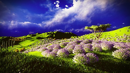 Image showing Lavender fields