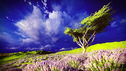 Image showing Lavender fields