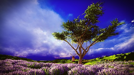 Image showing Lavender fields