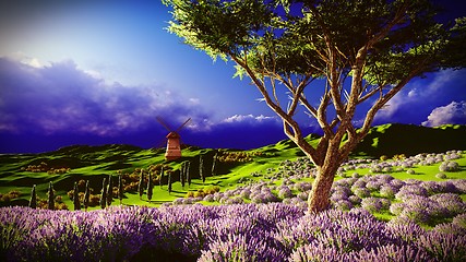 Image showing Lavender fields