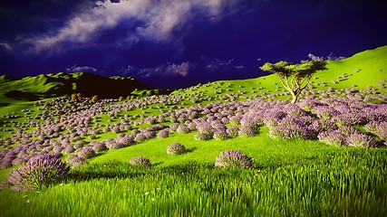 Image showing Lavender fields
