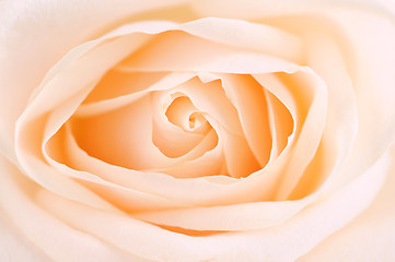 Image showing Delicate beige rose