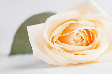 Image showing Delicate beige rose