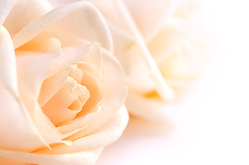 Image showing Delicate beige roses