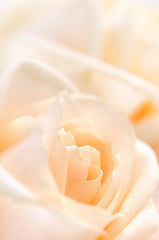 Image showing Delicate beige roses