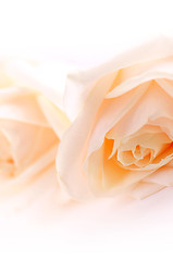 Image showing Delicate beige roses