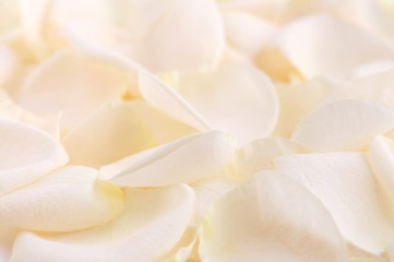 Image showing Rose petals