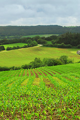 Image showing Agricultural landscape