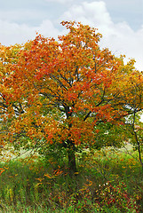 Image showing Autumn maple tree