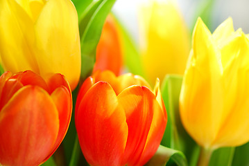 Image showing Tulips