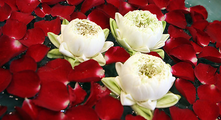 Image showing Flowers from Thailand