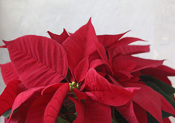 Image showing Christmas poinsettia