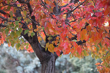 Image showing autumn colors