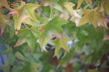Image showing deciduous leaves