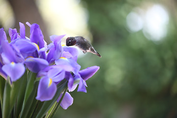 Image showing blue iris with hummingbird