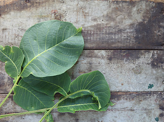 Image showing old wood boards with leaves