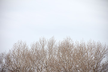 Image showing leafless trees