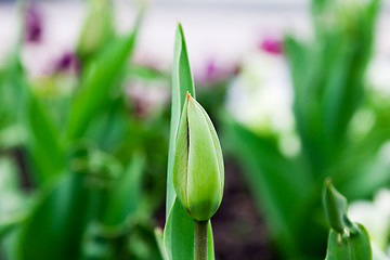Image showing  blown Tulip