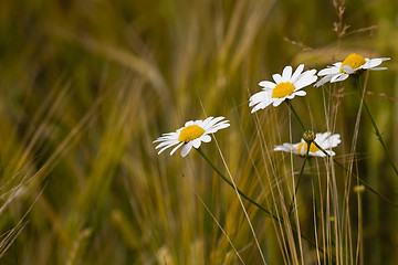 Image showing camomiles  